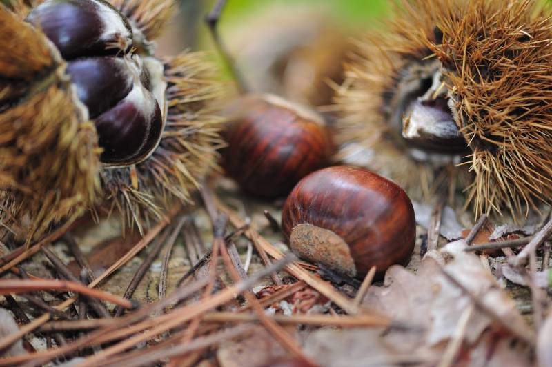 Tout ce qu'il faut savoir sur la châtaigne et les marrons du massif des Maures, spécialité du village de Collobrières dans le Var