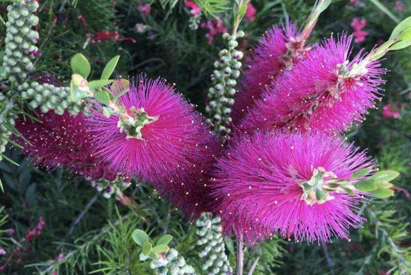 Variétés de plantes exotiques au Jardin Zoologique Tropical à La Londe les Maures