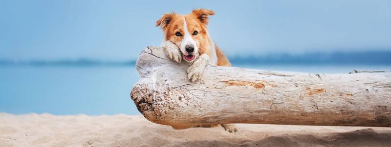 Sur quelles plages peut-on se promener avec un chien à La Londe les Maures et dans le Var?